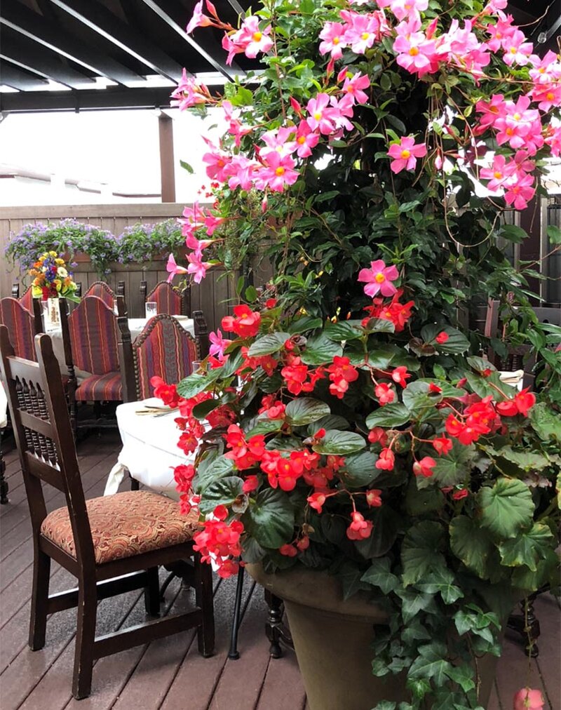 Second floor veranada adored with large flower pots displaying red and pink flowers